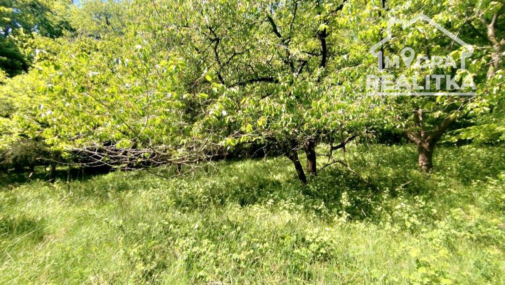 Vinica s výhľadom na Zemplínsku šíravu