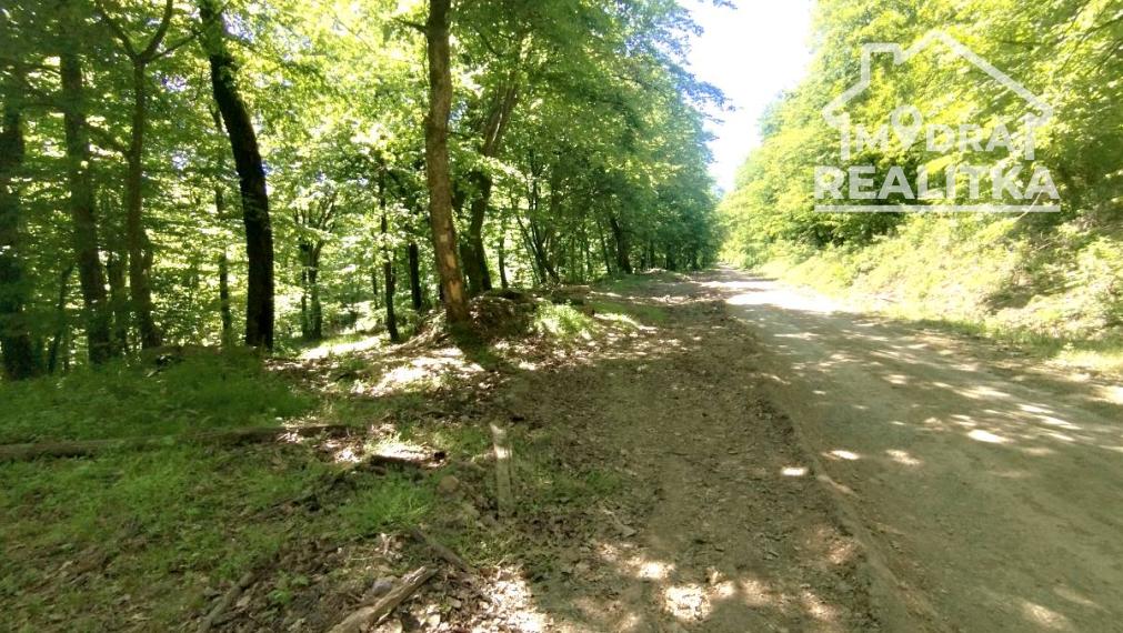 Vinica s výhľadom na Zemplínsku šíravu