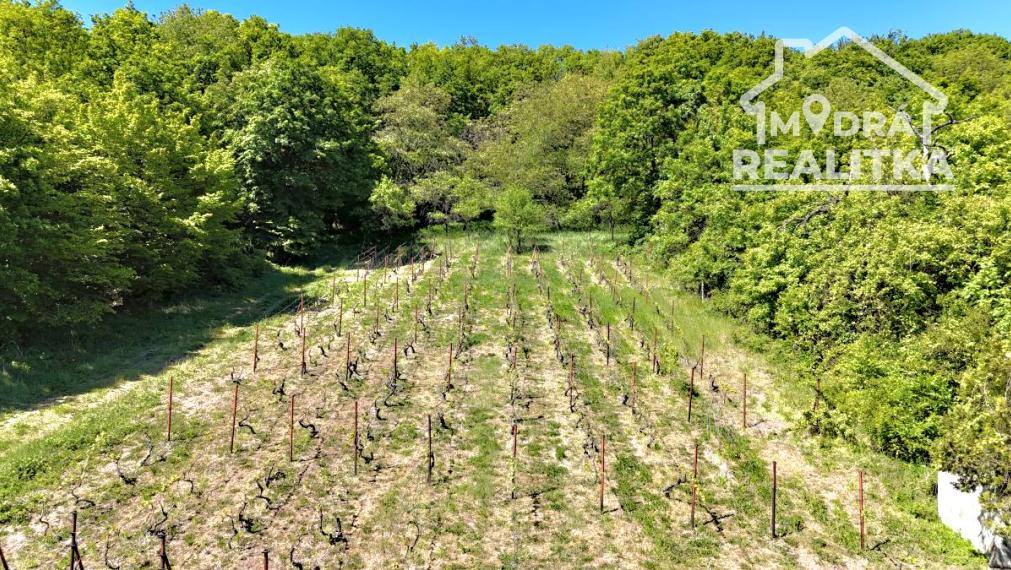 Vinica s výhľadom na Zemplínsku šíravu