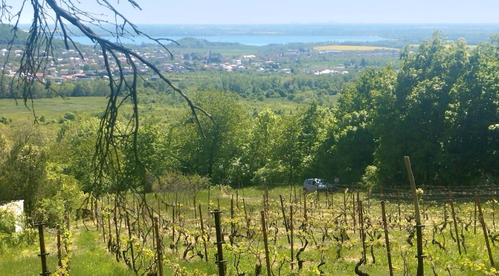 Vinica s výhľadom na Zemplínsku šíravu