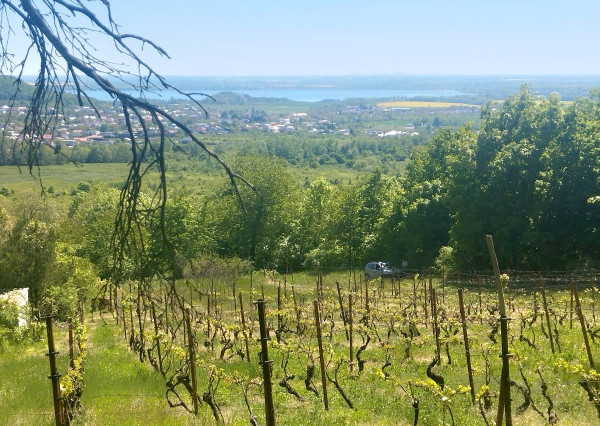 Vinica s výhľadom na Zemplínsku šíravu