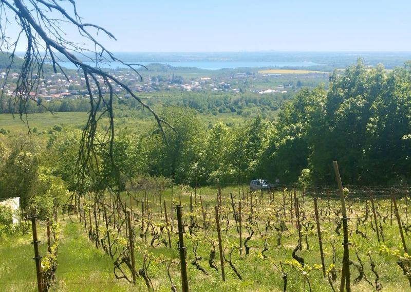 ZNÍŽENÁ CENA, Vinica s výhľadom na Zemplínsku šíravu